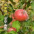 水果蔬菜山西运城临猗红富士苹果老树冰糖心苹果 应当季孕妇新鲜水果整箱 5斤 （果园直发） 中果（75mm含-80mm不含）