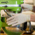 爱马斯(AMMEX) 一次性橡胶乳胶手套餐饮美容手套工业食品实验室手术口腔牙科劳保家务1盒/100只 6g食品级TLFGWC(100只/盒) S