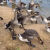 蜜钰鲜广东黑棕鹅农家散养新鲜大鹅肉整只现杀现发生态养殖肉质鲜美 广东地区 4-4.5斤