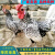 出售波兰鸡小鸡仔黑白花观赏波兰活鸡崽公母一对成年鸡活物养殖场 米白色鸡蛋 咨询客服
