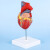 钢骑士 1:1人体自然大心脏 解剖模型B超彩超心内科器官教学模型 带数字标识 1:1心脏模型 教学模型 