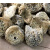 虎钢馋深海野刺龟 鱼皮刺豚皮 海胆皮海产干货 煲汤500克 滋补胶原多 规格1:500克约12-20个斤