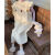RVJP连衣裙高档洋气减龄 韩系甜美立体花朵小飞袖针织秋冬新款设计感 米白色裙子 S码建议80-95