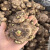 瑞蔬源马蹄莲种球多年生球根植物室内外阳台植物/马蹄莲种球随机色1个