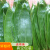 半亩庄园粽叶新鲜粽子叶干粽叶特大粽叶包粽子的叶子棕叶 干粽叶大号100片（10-14cm）+绳