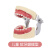 动力瓦特 牙齿模型 口腔教学牙齿摆件 病理牙蛀牙龋齿教具 牙齿解剖模型 儿童软牙龈牙模 