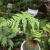 睿格达桫椤树苗植物室内摆设四季花园庭院景观绿植盆栽q 桩高5公分当季带芽发货