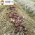 穆淳傲SMMIO赤菇新款巧克力色大球盖菇古田赤松茸菌种蘑菇种植包农技指 7包