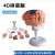 动力瓦特 大脑模型 人体大脑解剖模型 脑功能区域色分模型 袖珍型脑 
