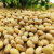 瑞蔬源新鲜黄豆种子芽苗菜种子四季种植菜毛豆种子农家优质土黄豆500g