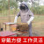 养蜂防护服抓蜜蜂工具防蜂衣连体防蛰透气全套加厚防护服 橡胶手套+连体蜂服L码 (45kg65k