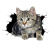 优诺莱汽车贴纸遮划痕创意个性3D立体小猫可爱搞怪猫咪 3D猫贴12*9厘米单张