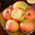 山西红富士苹果水果新鲜应当季脆甜丑萍果整箱冰糖心 1个1.67mm