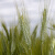 旭杉斯小麦高产套餐三遍药增产套餐小麦一喷三防杀虫剂叶面肥 20套