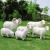 万棠户外公园庭院园林花园羊肉店仿真动物农场绵羊装饰摆件山羊雕塑 7.小号绵羊组合