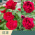 蔷薇花苗藤本月季特大庭院爬藤植物花卉盆栽阳台玫瑰爬墙Y 红色龙沙 高度80-90厘米