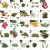 各种天然叶子集 教学标本 幼儿园DIY干树叶 植物贴画拼画树叶相框 白千层*12支 树叶