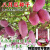 春枝韵野生八月瓜种子特色紫果八月瓜树庭院爬藤植物食用水果八月炸种籽 八月瓜种子/10粒X5袋