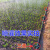农用微喷带滴灌带喷灌绿化园林果园软管雾化浇地水带小麦喷灌带 6分2孔200米