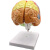 动力瓦特 大脑模型 人体大脑解剖模型 脑功能区域色分模型 半边彩色脑模型 
