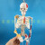 85cm人体骨骼模型骨架人体模型 成人小骷髅教学模型 脊椎全身模型 E款:85CM骨骼带心脏血管及脑