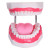 稳斯坦 W668 实验室教学口腔教学模型 6倍放大牙科材料齿科假牙齿模型 22*17*13cm