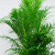 南有竹散尾葵盆栽 凤尾竹室内客厅大型绿植 袖珍叶夏威夷盆景富贵椰花卉 1.3米到1.4米高度左右 含盆螺纹盆