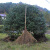 定制竹扫把农村老式竹丝扫帚笤帚户外庭院环卫通用大扫把扫院子 藤扎竹丝扫帚 长1.3米宽40厘米