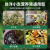 尚洋 通用型植物营养液6小支绿植花肥发财树花卉肥料幸福树绿萝天堂鸟
