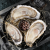 鲜海道【活鲜】鲜海道生蚝  乳山牡蛎 新鲜海蛎子生鲜贝类 优选XL5斤送酱（20-25只））