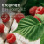 红印（red seal）覆盆子茶树莓叶茶顺产茶孕妇茶 1盒（共20小包）