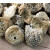 味巴哥（MOSTDELICIOUS）深海野刺龟 鱼皮刺豚皮 海胆皮海产干货 煲汤500 滋补胶原多 规格3:大500约2-5
