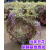 紫藤花苗带花苞老桩爬墙植物藤蔓遮阳花树苗盆栽四季开花庭院花卉 紫藤2颗（长约3米） 不含盆