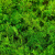 青苔藓鲜活苔藓青苔假山水陆缸雨林缸盆景造景朵朵短绒白发藓微景 大羽藓15*8cm 5件起拍