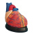 人体心脏模型心脏搭桥模型心内科心脏解剖教学模型自然大心脏 自然大心脏 搭桥(34个标识)