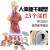 钢骑士 人体躯干解剖模型 器官可拆卸医学教学心脏内脏模型 45CM两性躯干（可拆23件） 