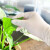 塞莫诗SI&MOOS一次性乳胶手套防水清洁卫生实验室保洁工业劳保橡胶手套100只 L902MW耐用型 乳白色特小号XS