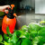 领象 喷壶浇花园艺植物气压式喷雾瓶器小型浇水壶压力洒水壶喷水壶 橙色 2L