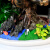 瀚林怡景（HANLINYIJING）澳洲杉盆景植物客厅风水摆设室内大型绿植办公室前台盆栽四季常青 大型澳洲杉 四方冰裂盆