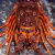 三蟹岛 【活鲜】  超大龙虾 澳龙 澳洲龙虾特大鲜活进口海捕龙虾生鲜 澳龙 7斤-7.5斤/只