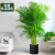 莞鲜散尾葵盆栽大型绿植凤尾竹袖珍椰子室内客厅走廊植物四季常青 高度80-90厘米 不含盆