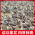 蜜钰鲜广东黑棕鹅农家散养新鲜大鹅肉整只现杀现发生态养殖肉质鲜美 广东地区 4-4.5斤