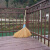 竹扫把 竹扫把农村老式竹丝扫帚笤帚户外庭院环卫通用大扫把扫院子JYH 布扎竹丝 1.5米宽60厘米