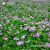 种子草籽 红花草养蜂蜜源植物果园绿肥牧草 易活播种包发芽 包衣紫云英1斤