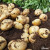 大禹土豆种子原种带芽黄心土豆脱毒洋芋马铃薯批发早熟夏季蔬菜籽 （黄金薯）土豆种子 3斤