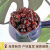 志有大兴安岭野生蓝莓干东北特产蓝莓果干野生500g包独立三角包 250g 1袋 野生蔓越莓