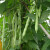 中蔬早熟架豆种子四季豆种子无纤维蔬菜种籽种子丰旺架豆种子200g