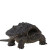 龟龟爬天下北美小鳄龟杂佛鳄龟苗活物小乌龟宠物活泼外塘凶猛食用幼苗活体 杂佛小鳄2-3厘米 1只单身龟