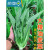 新种油麦菜种子四季播青菜种籽仔阳台菜籽盆栽籽种蔬菜孑春季菜种 亮剑818 一包20g