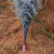 魔法龙（Magic Dragon）消防安全应急演习演练专用烟雾罐多色可选（橙色）